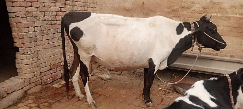 cow ha or wacha 7