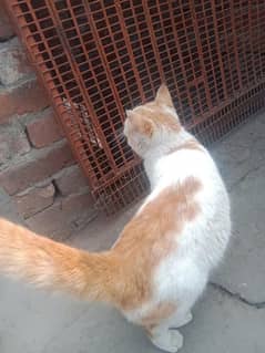 cat billi