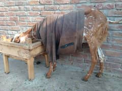 1 Bakri Sath 1 female bacha 2.5 Month