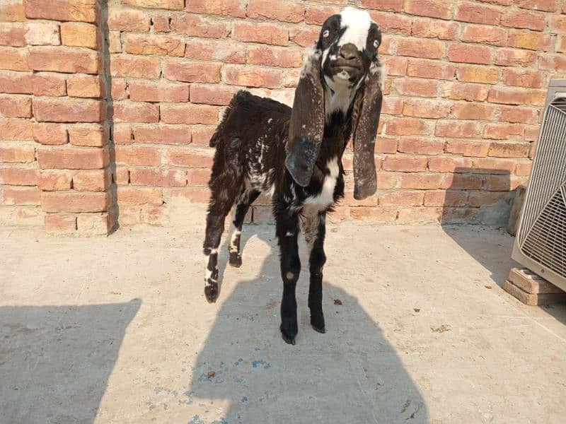 1 Bakri Sath 1 female bacha 2.5 Month 1