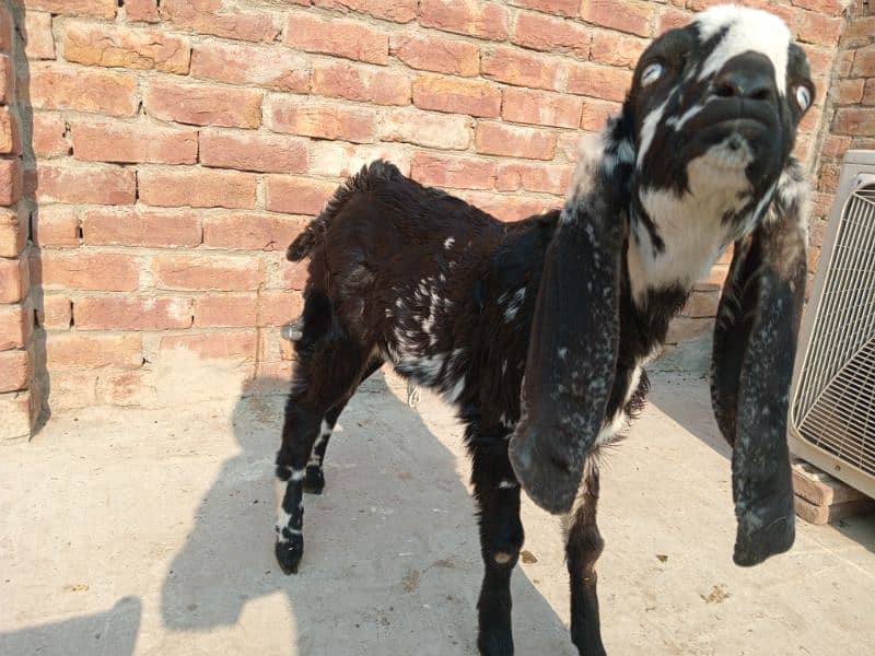 1 Bakri Sath 1 female bacha 2.5 Month 2