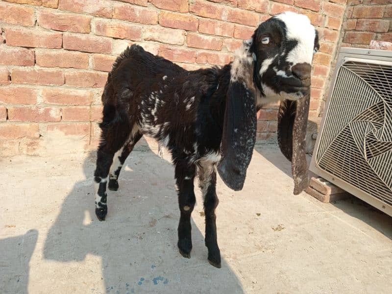 1 Bakri Sath 1 female bacha 2.5 Month 3