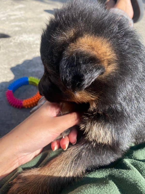 Purebred German Shepherd Puppies - 35 Days Old 0