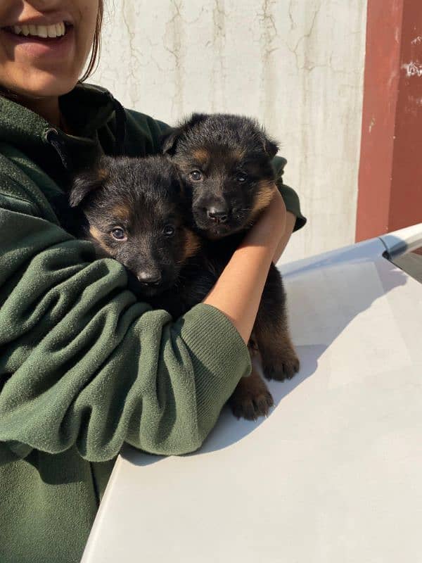 Purebred German Shepherd Puppies - 35 Days Old 2