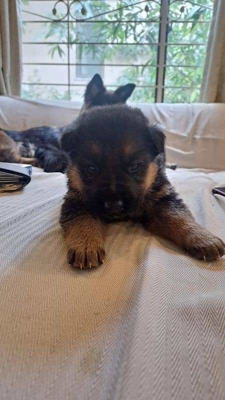 Purebred German Shepherd Puppies - 35 Days Old 3