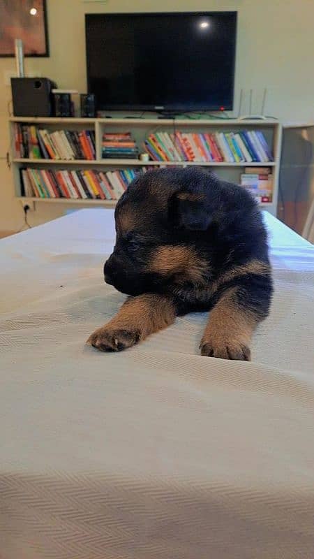 Purebred German Shepherd Puppies - 35 Days Old 4