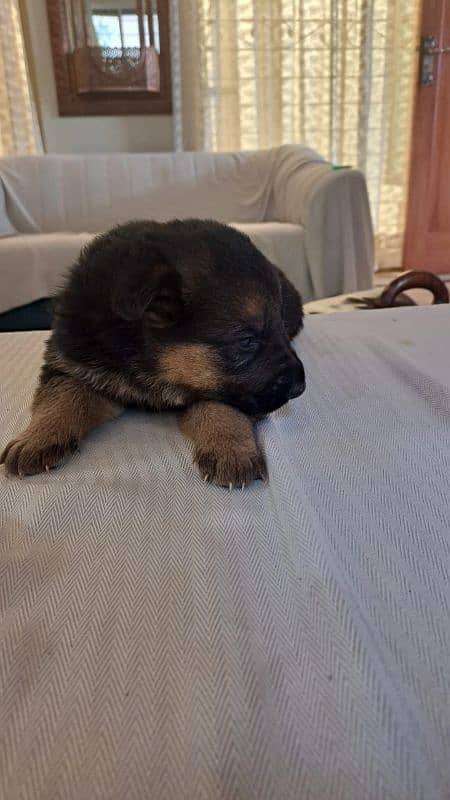 Purebred German Shepherd Puppies - 35 Days Old 6