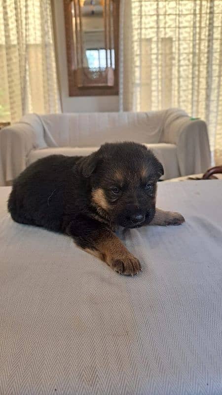 Purebred German Shepherd Puppies - 35 Days Old 7