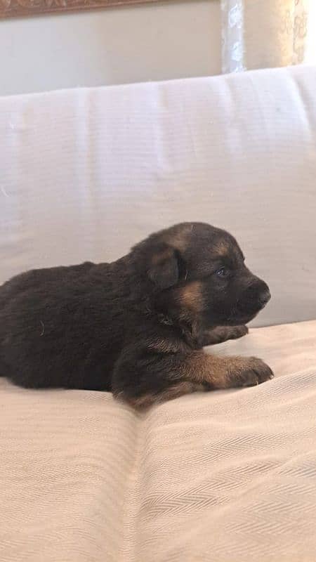 Purebred German Shepherd Puppies - 35 Days Old 8