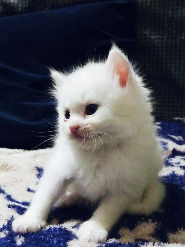 white persion triple coated kittens for sale 0