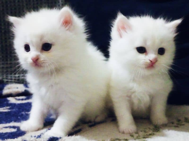 white persion triple coated kittens for sale 1