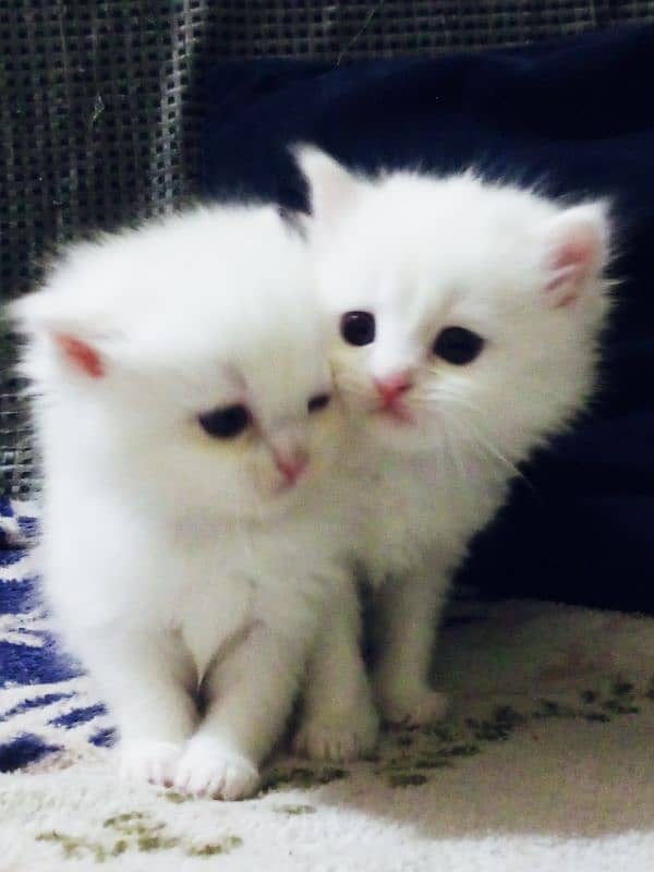 white persion triple coated kittens for sale 2