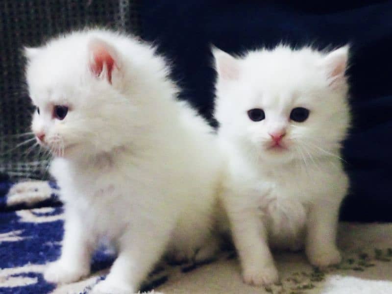 white persion triple coated kittens for sale 3