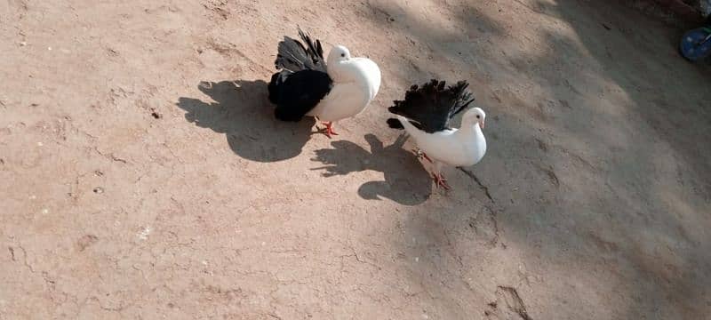 pure black tail breeder pair 1