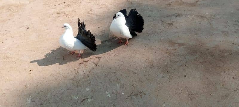 pure black tail breeder pair 2