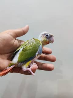 Conure