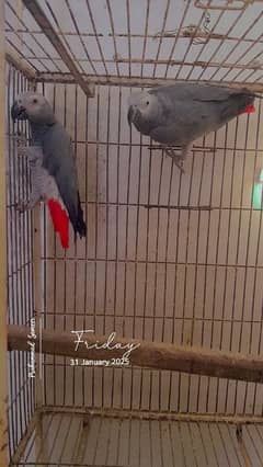 Grey Parrot Breeder Pairs