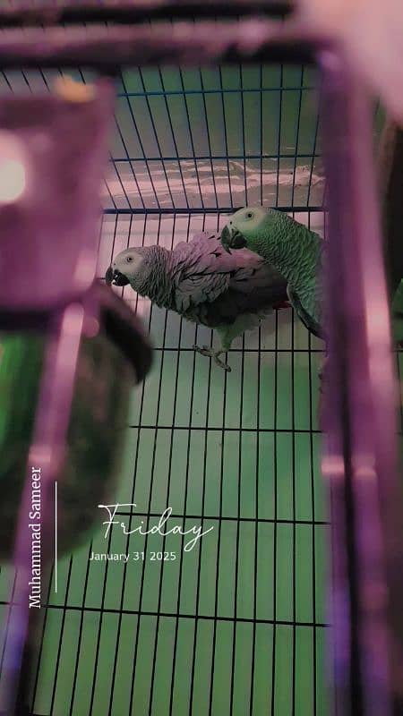 Grey Parrot Breeder Pairs 1