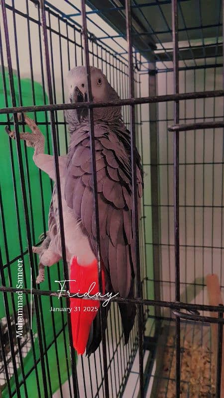 Grey Parrot Breeder Pairs 2