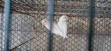 albino pairs with chick's and eggs