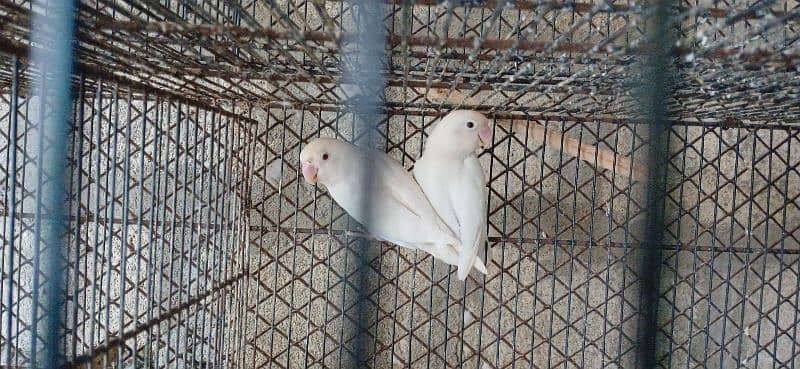 albino pairs with chick's and eggs 0