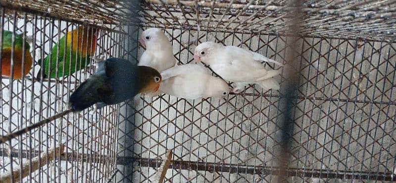 albino pairs with chick's and eggs 1