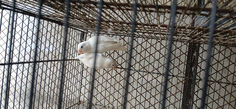 albino pairs with chick's and eggs 2