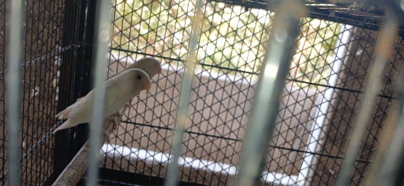 albino pairs with chick's and eggs 6