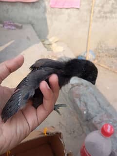 ayam cemani 8 days chicks