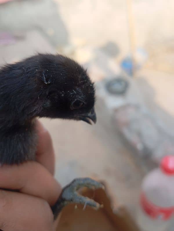 ayam cemani gray tounge chicks 2