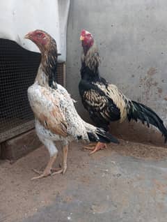 ASEEL SHAMO / Japnes shamoo quality hens