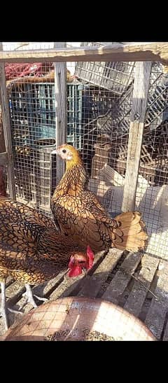 golden sprite hens pair