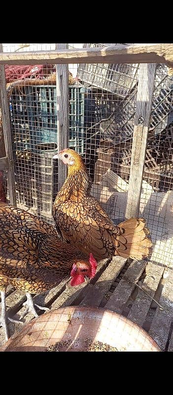 golden sprite hens pair 0