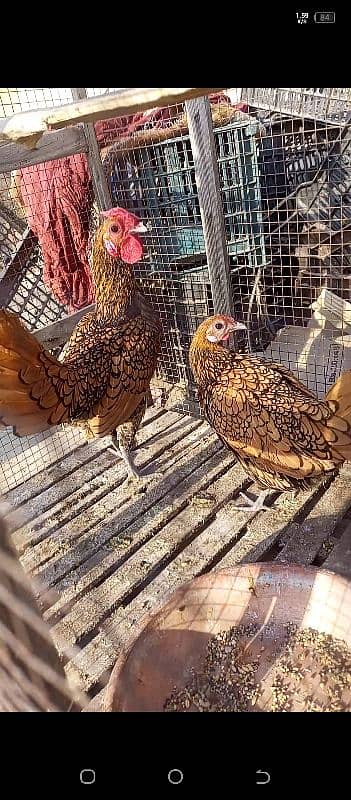 golden sprite hens pair 2