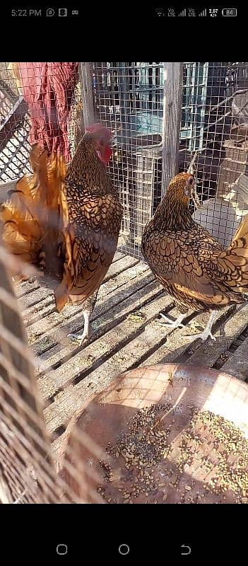 golden sprite hens pair 3