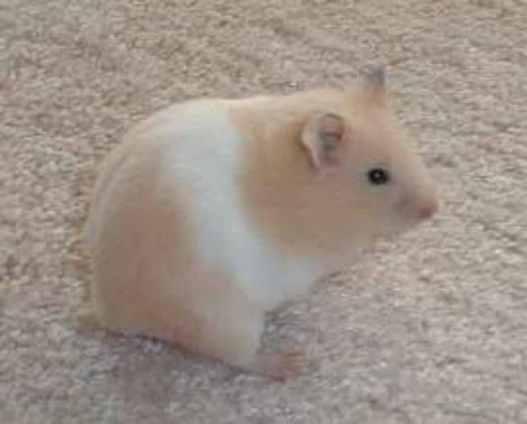 hamster Syrian Golden Hamsters Show class hamsters 1