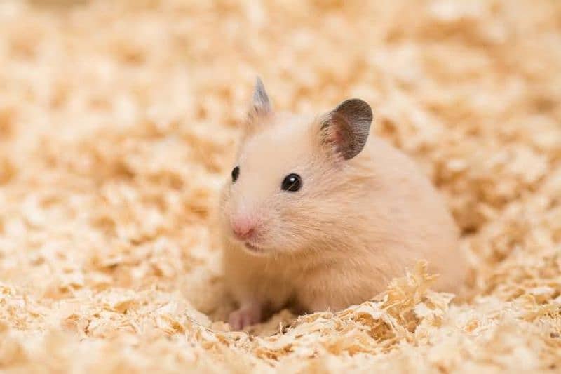 hamster Syrian Golden Hamsters Show class hamsters 2