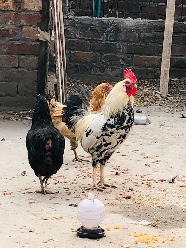 2 Hen 1 cock Sale 0