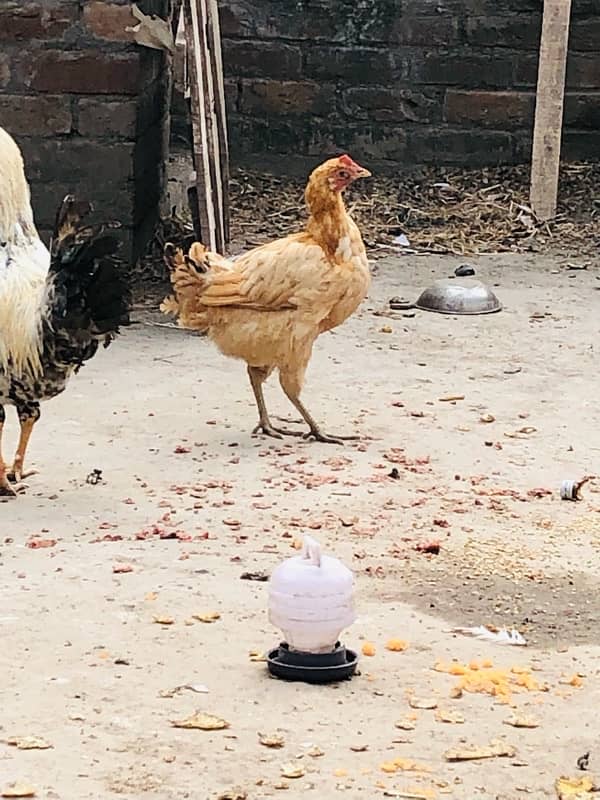 2 Hen 1 cock Sale 1