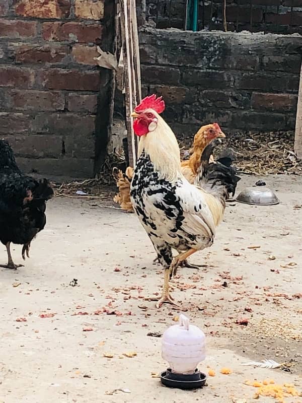 2 Hen 1 cock Sale 2