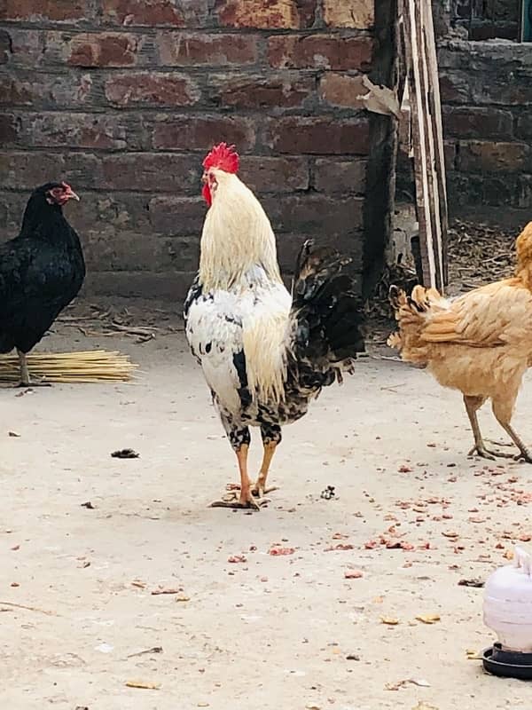 2 Hen 1 cock Sale 4