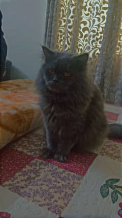 gray Persian male for sale in Barakahu