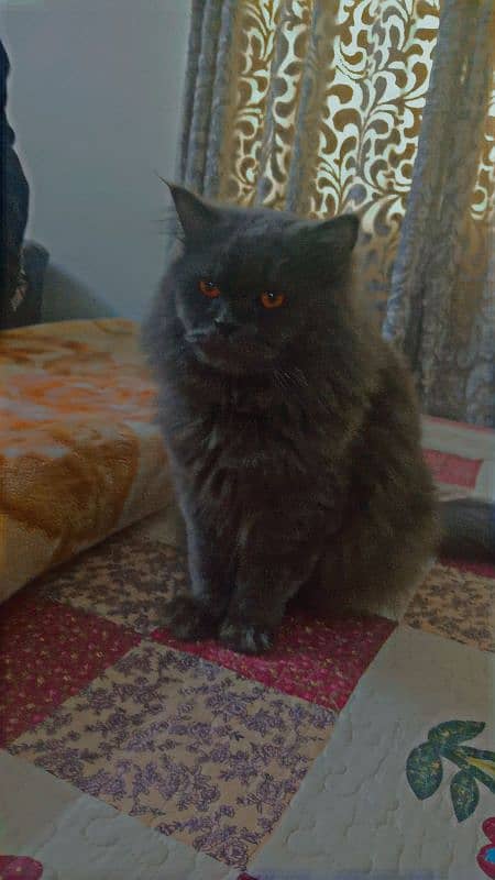 gray Persian male for sale in Barakahu 0