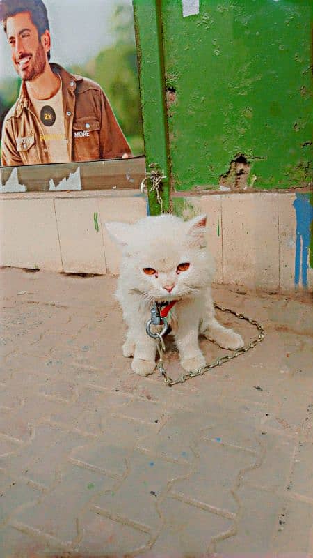 persion cat male color white 0