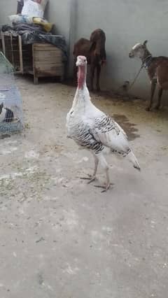 Female turkey