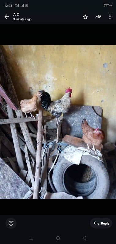 2 Aseel, 1 Desi Patha & 3 Golden Hens 2