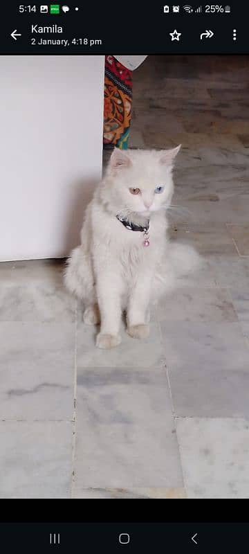 persian cat for sale 1