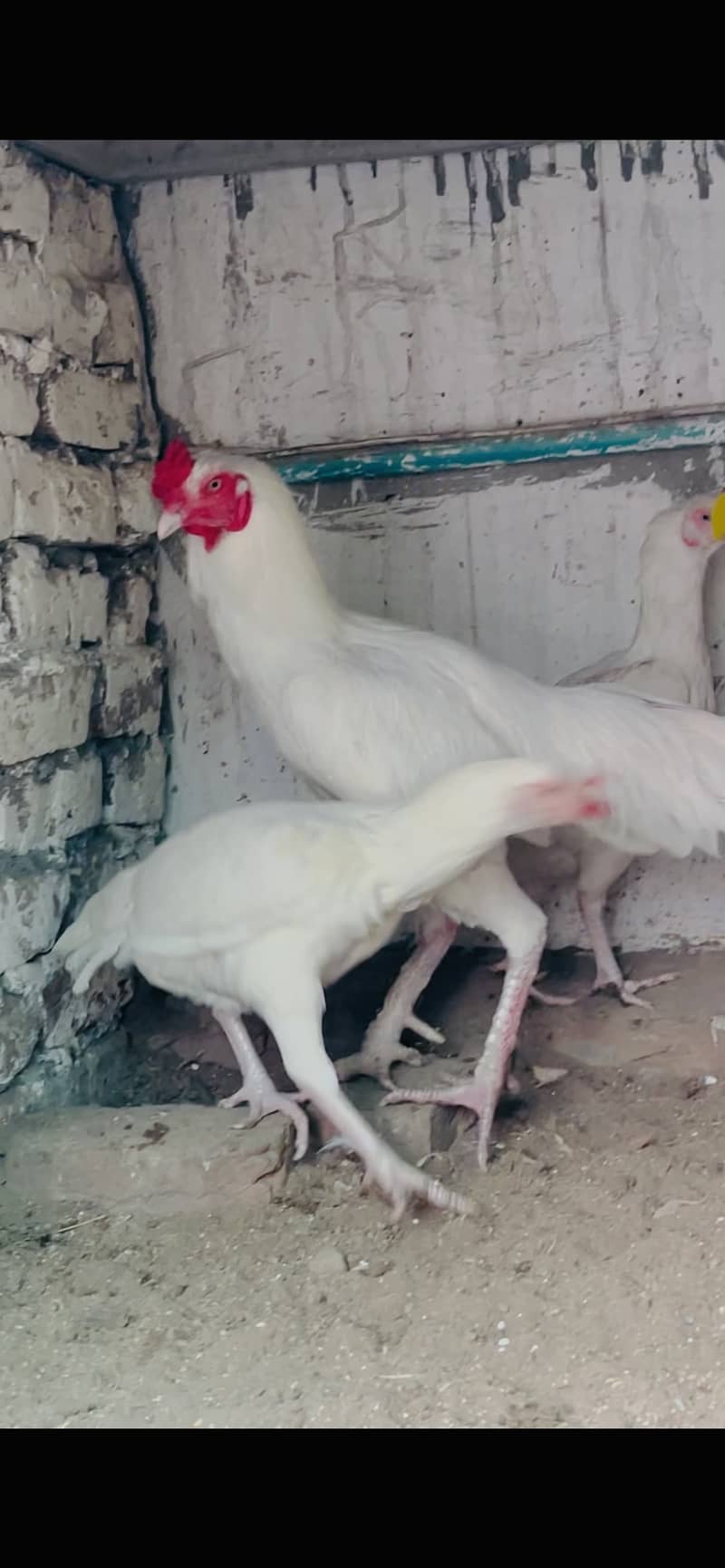 One Heara Murga with two paper white female 1
