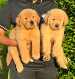 Top Quality Golden Retriever pups