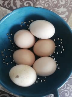 Fertile Eggs Heera Aseel